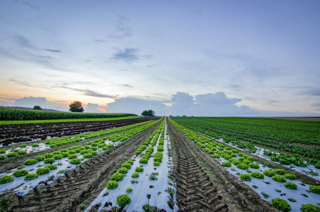 Field