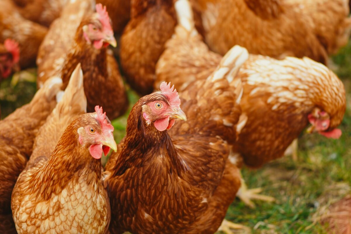 Chicken Manure